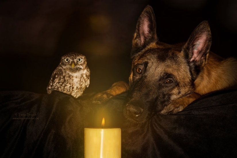 A dog and an owl who can't live without each other