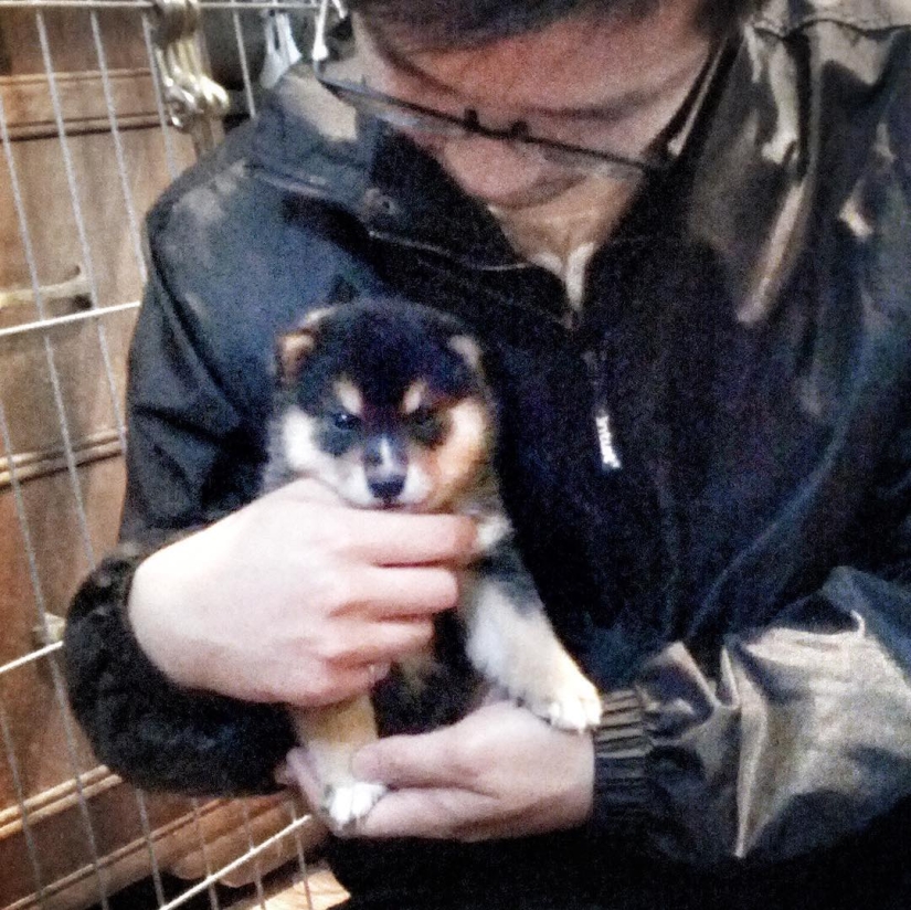 A dog of the Shiba Inu breed draws pictures and earns thousands of dollars on it