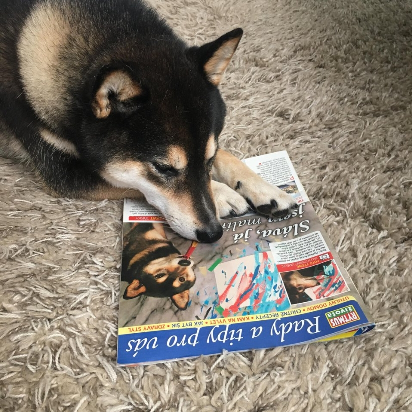 A dog of the Shiba Inu breed draws pictures and earns thousands of dollars on it
