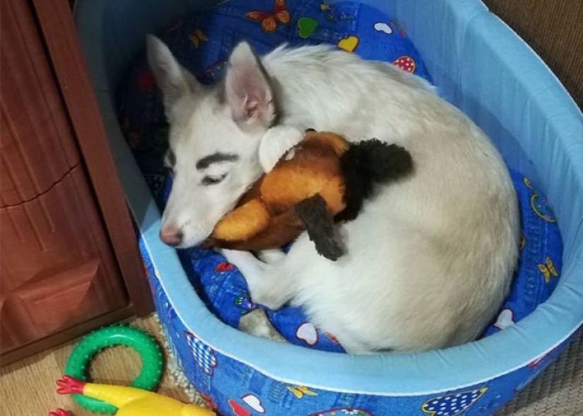 A homeless puppy with eyebrows that were considered painted has found a home in Bratsk A homeless puppy with eyebrows that were considered painted has found a home in Bratsk