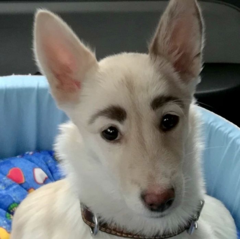 A homeless puppy with eyebrows that were considered painted has found a home in Bratsk A homeless puppy with eyebrows that were considered painted has found a home in Bratsk