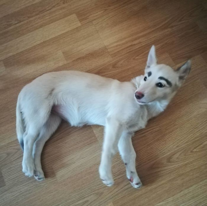 A homeless puppy with eyebrows that were considered painted has found a home in Bratsk A homeless puppy with eyebrows that were considered painted has found a home in Bratsk