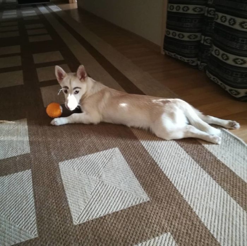 A homeless puppy with eyebrows that were considered painted has found a home in Bratsk A homeless puppy with eyebrows that were considered painted has found a home in Bratsk