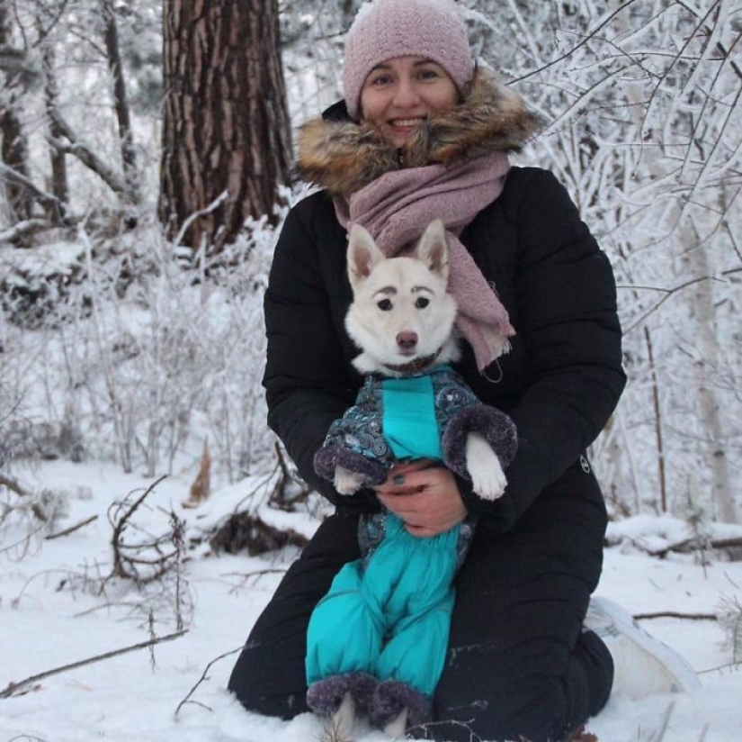 A homeless puppy with eyebrows that were considered painted has found a home in Bratsk A homeless puppy with eyebrows that were considered painted has found a home in Bratsk