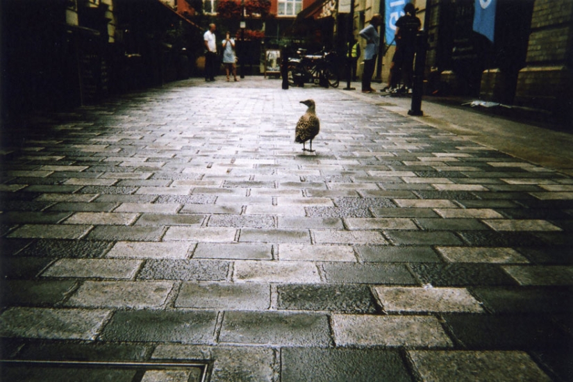 A hundred cameras were distributed to the homeless in London — the results are breathtaking! A hundred cameras were distributed to the homeless in London — the results are breathtaking!