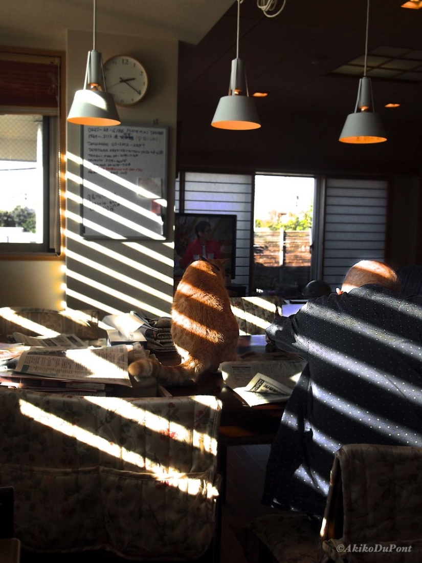 A Japanese woman brought her grandfather back to life by giving him a kitten A Japanese woman brought her grandfather back to life by giving him a kitten