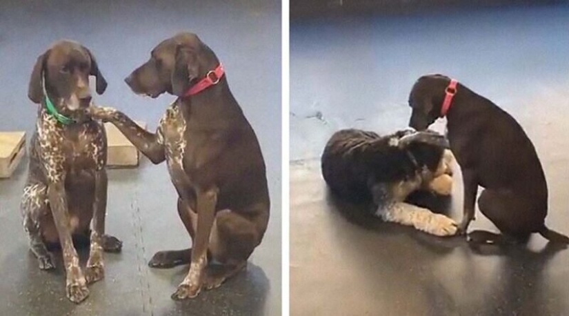 A kind dog who strokes his fellow dogs with his paw has fallen in love with netizens