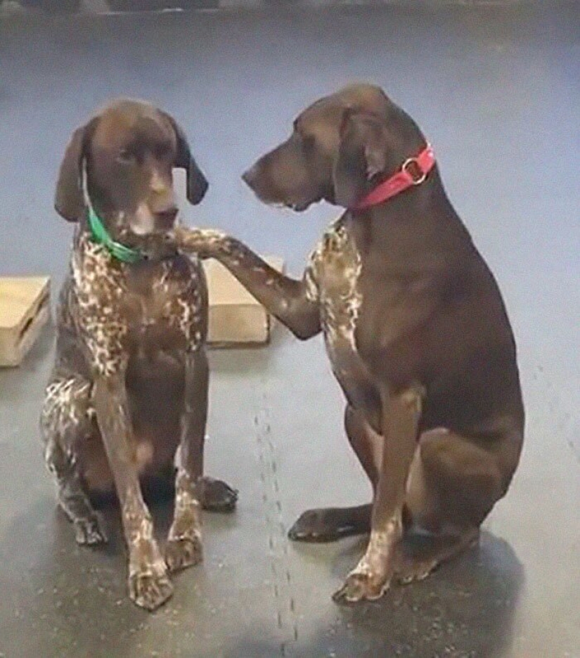 A kind dog who strokes his fellow dogs with his paw has fallen in love with netizens