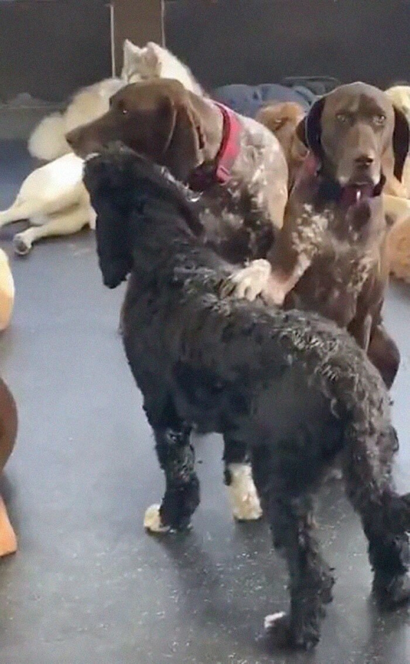 A kind dog who strokes his fellow dogs with his paw has fallen in love with netizens