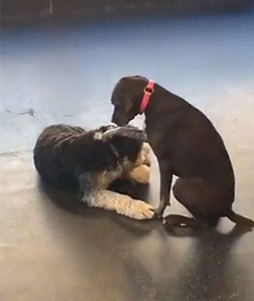 A kind dog who strokes his fellow dogs with his paw has fallen in love with netizens