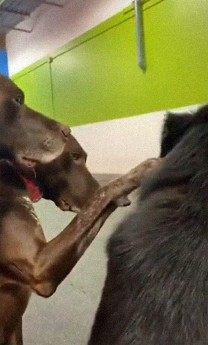 A kind dog who strokes his fellow dogs with his paw has fallen in love with netizens
