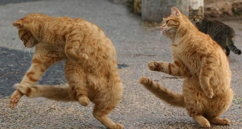A little—studied, but desperately funny fact - cats can synchronize A little—studied, but desperately funny fact - cats can synchronize