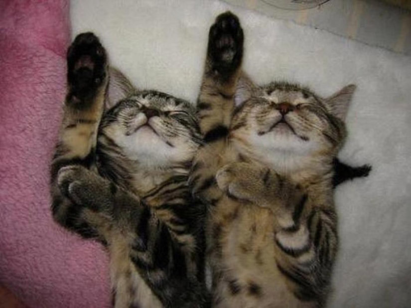 A little—studied, but desperately funny fact - cats can synchronize A little—studied, but desperately funny fact - cats can synchronize