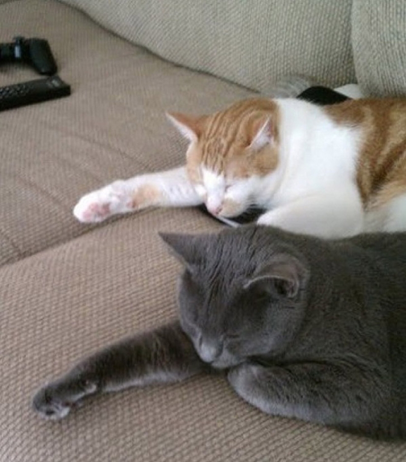 A little—studied, but desperately funny fact - cats can synchronize A little—studied, but desperately funny fact - cats can synchronize