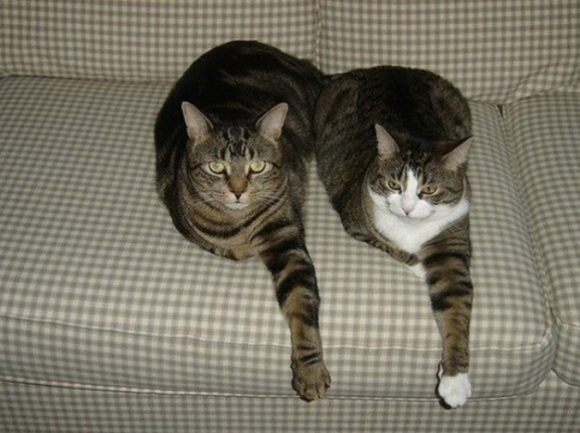 A little—studied, but desperately funny fact - cats can synchronize A little—studied, but desperately funny fact - cats can synchronize