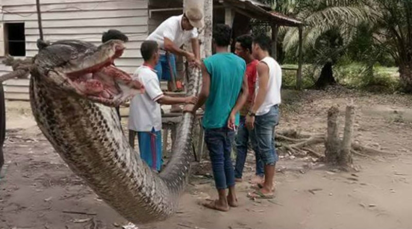 A man fought in a deadly fight with a seven-meter python