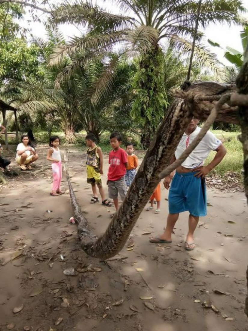 A man fought in a deadly fight with a seven-meter python