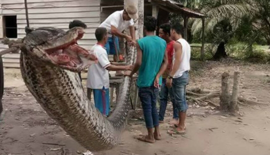 A man fought in a deadly fight with a seven-meter python