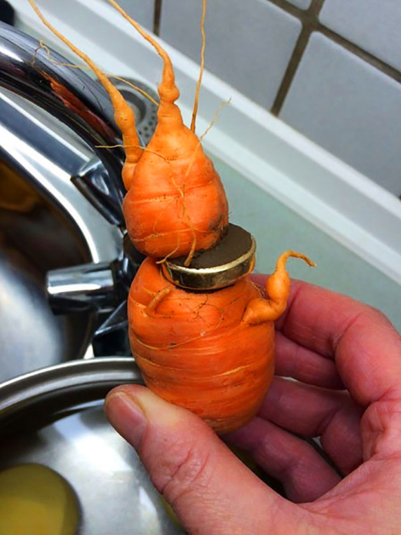 A man found an engagement ring lost three years ago on a carrot A man found an engagement ring lost three years ago on a carrot