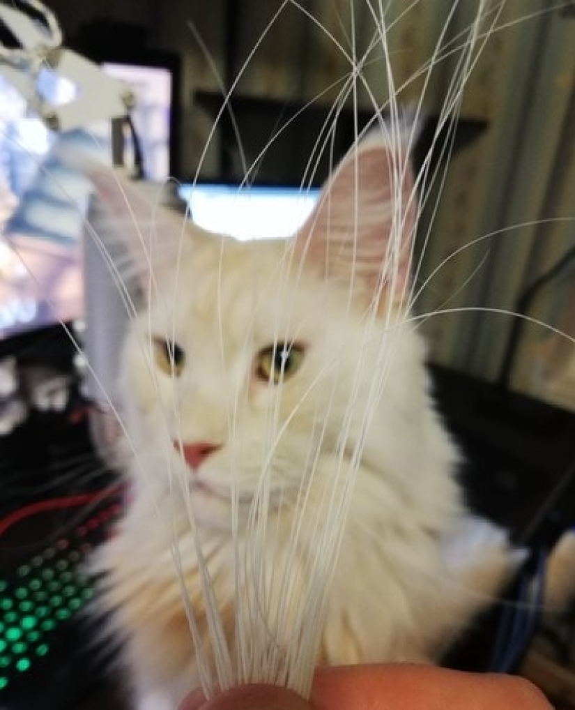 A man put up for sale cat whiskers, and a buyer with specific requests became interested in them