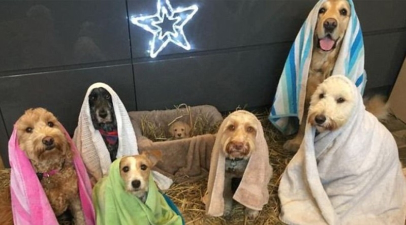 A nativity scene with sausages: a traditional scene in an unconventional performance