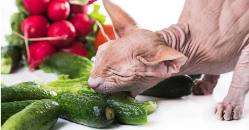 A new environmental trend: Cats and dogs are becoming vegans A new environmental trend: Cats and dogs are becoming vegans