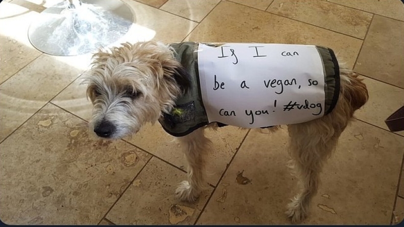 A new environmental trend: Cats and dogs are becoming vegans A new environmental trend: Cats and dogs are becoming vegans