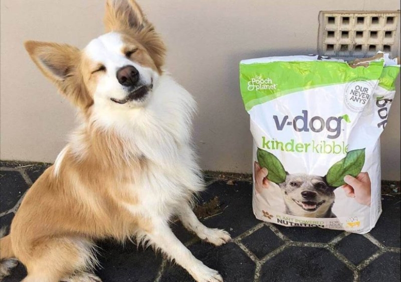 A new environmental trend: Cats and dogs are becoming vegans A new environmental trend: Cats and dogs are becoming vegans