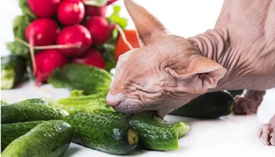 A new environmental trend: Cats and dogs are becoming vegans