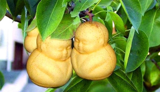 A pear in the form of a Buddha and other vegetables and fruits of bizarre shapes A pear in the form of a Buddha and other vegetables and fruits of bizarre shapes