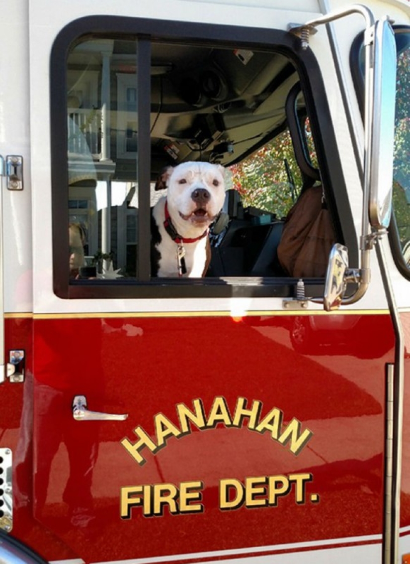 A puppy who barely survived the fire grew up and became a fire dog