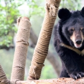 A rare bear cub was sold to a Chinese woman instead of a dog