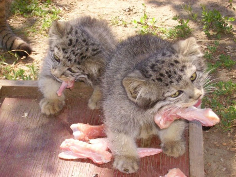 A Russian farmer saved not quite ordinary kittens on his plot A Russian farmer saved not quite ordinary kittens on his plot