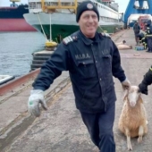 A ship carrying 14 thousand sheep capsized in the Black Sea
