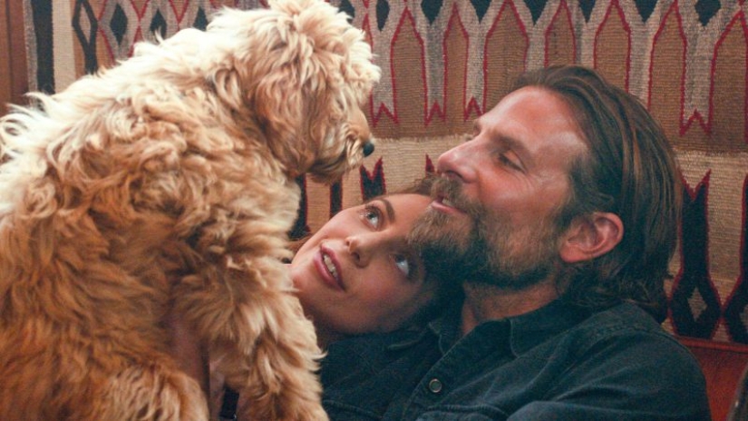 "A Star is born": 10 facts about the film that marked the beginning of the love of Bradley Cooper and Lady Gaga "A Star is born": 10 facts about the film that marked the beginning of the love of Bradley Cooper and Lady Gaga