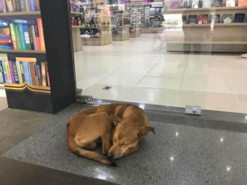 A stray dog steals a book from a bookstore and becomes a celebrity