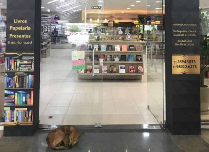 A stray dog steals a book from a bookstore and becomes a celebrity