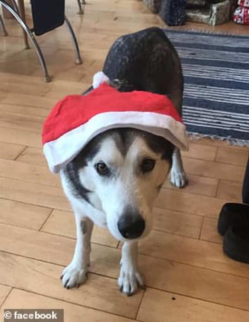 A terrible surprise: the girl returned and found her beloved dog dead and wrapped in duct tape