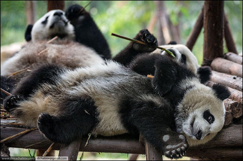 About the well-fed kingdom of laziness