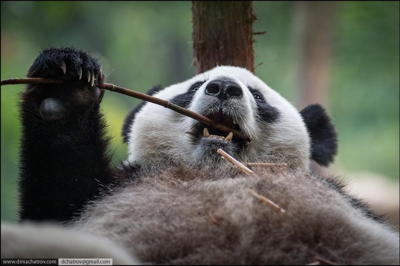 About the well-fed kingdom of laziness