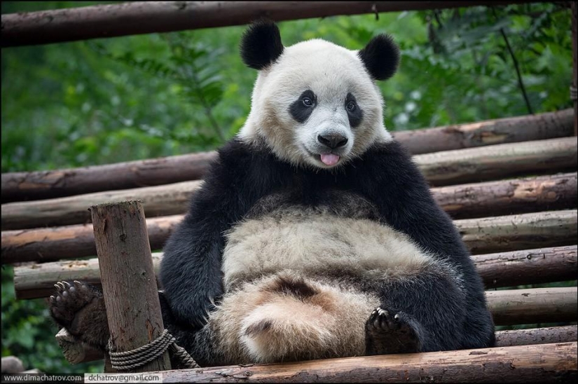 About the well-fed kingdom of laziness