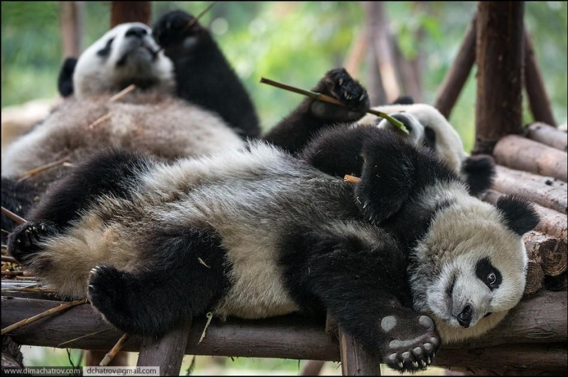 About the well-fed kingdom of laziness