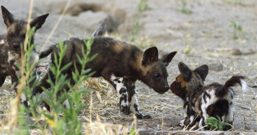 ¿Aceptarán los gorilas de montaña un pequeño robot en su manada?