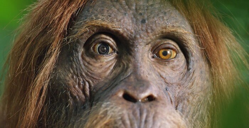 ¿Aceptarán los gorilas de montaña un pequeño robot en su manada?