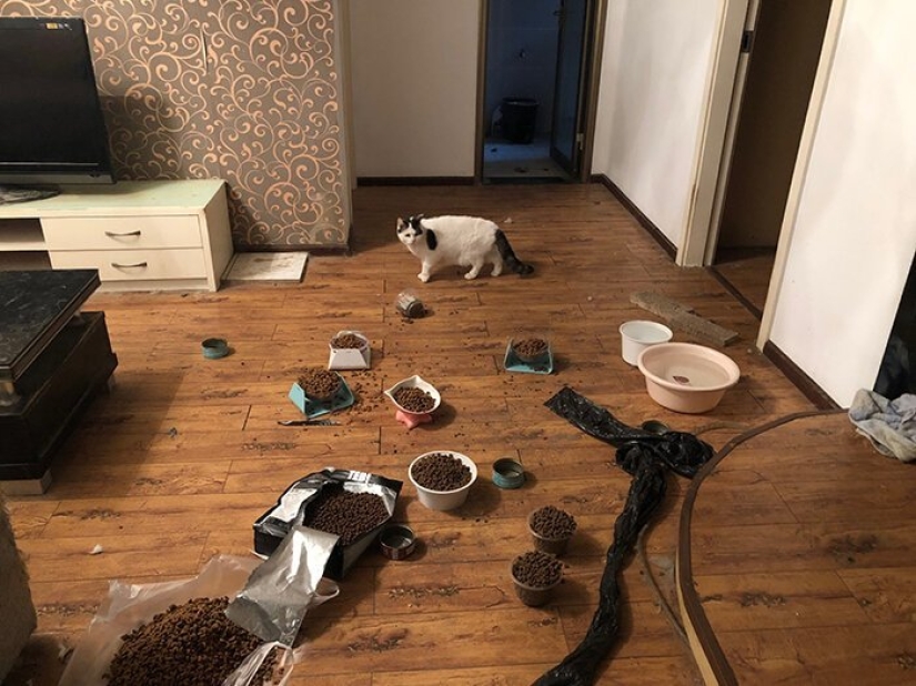 Activistas chinos por los derechos de los animales rescatan animales que se quedaron sin dueño debido al coronavirus