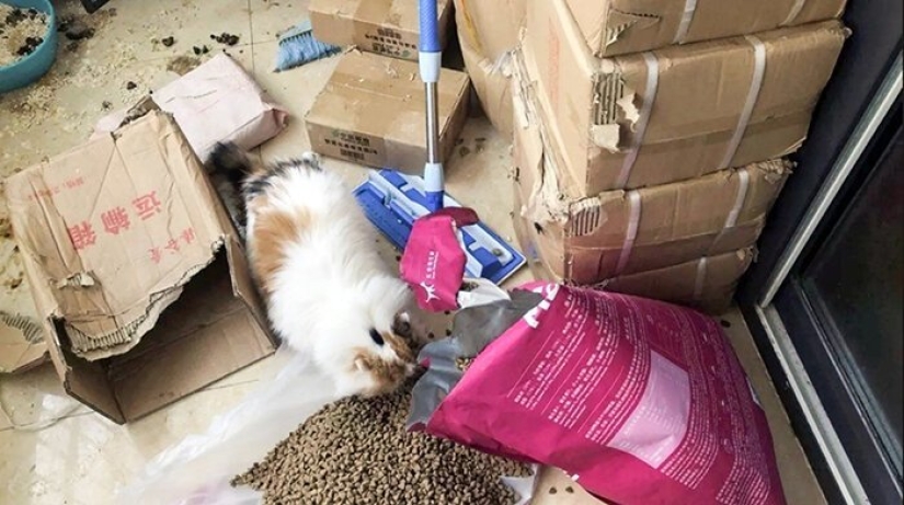 Activistas chinos por los derechos de los animales rescatan animales que se quedaron sin dueño debido al coronavirus