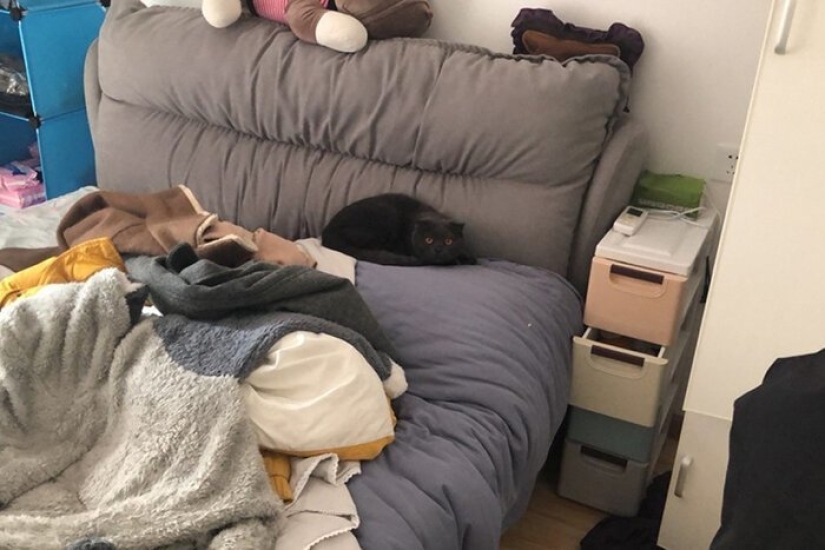 Activistas chinos por los derechos de los animales rescatan animales que se quedaron sin dueño debido al coronavirus