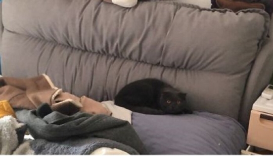 Activistas chinos por los derechos de los animales rescatan animales que se quedaron sin dueño debido al coronavirus Activistas chinos por los derechos de los animales rescatan animales que se quedaron sin dueño debido al coronavirus