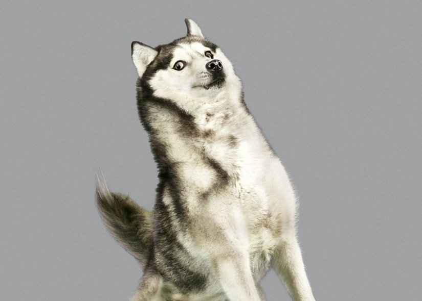 Adorable flying dogs