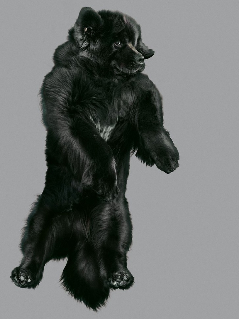 Adorable flying dogs